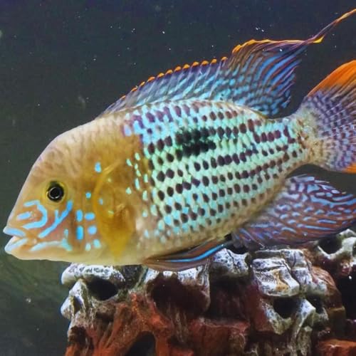 SHU様 確認用　5.8 catfish 5” Imported Hana Shusui | Next Day Koi